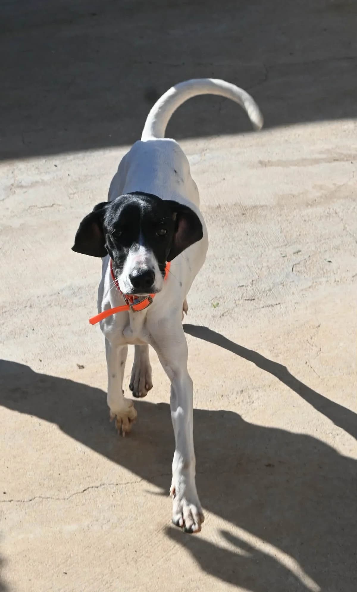 Snow, female Pointer for adoption at SPDC Cyprus, Limassol — photo 5 of 13