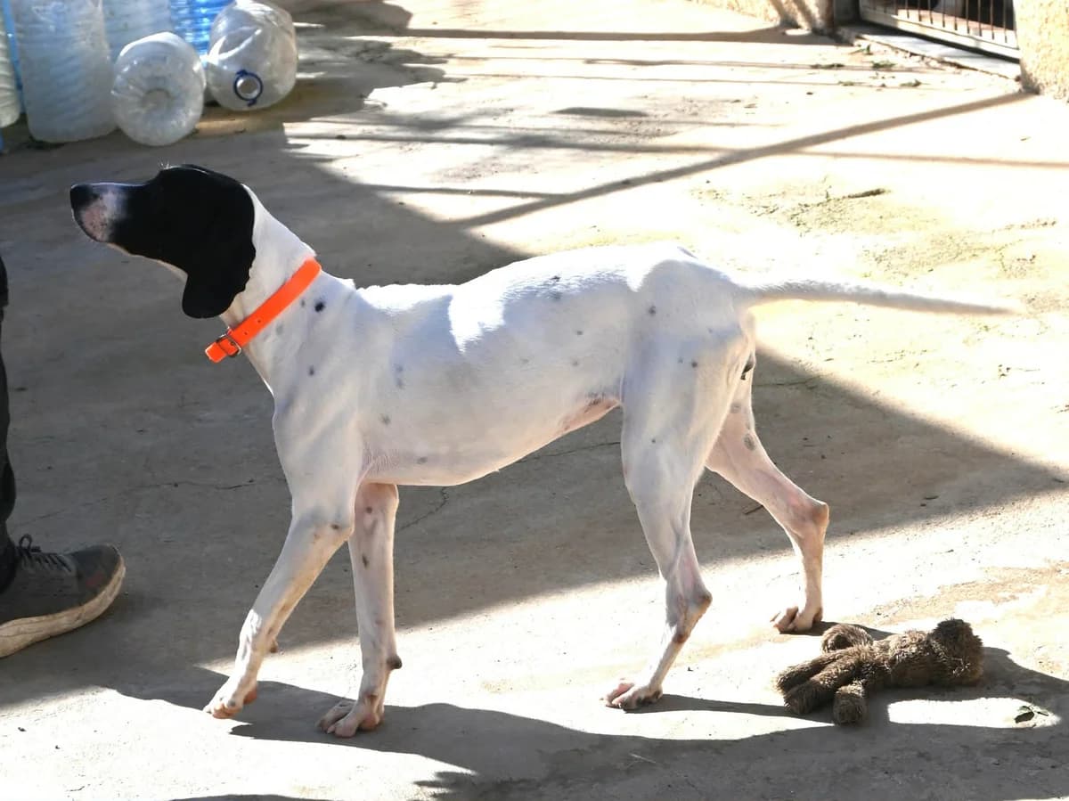 Snow, female Pointer for adoption at SPDC Cyprus, Limassol — photo 6 of 13
