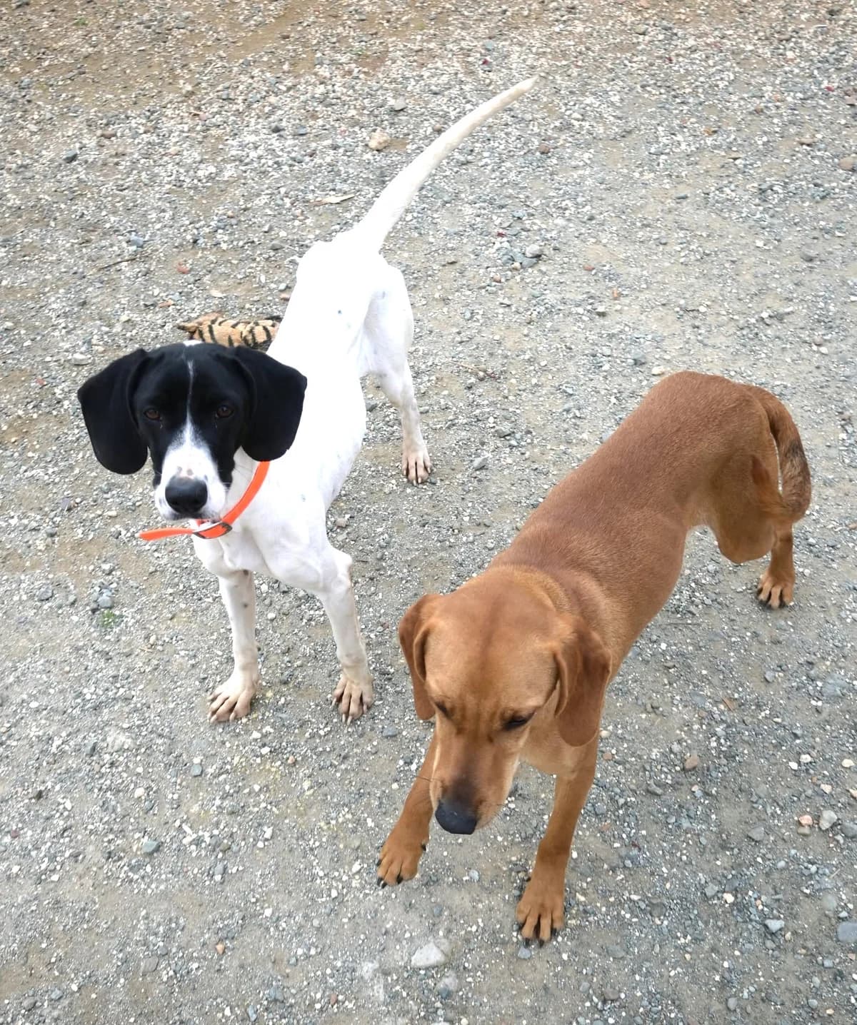 Snow, female Pointer for adoption at SPDC Cyprus, Limassol — photo 7 of 13