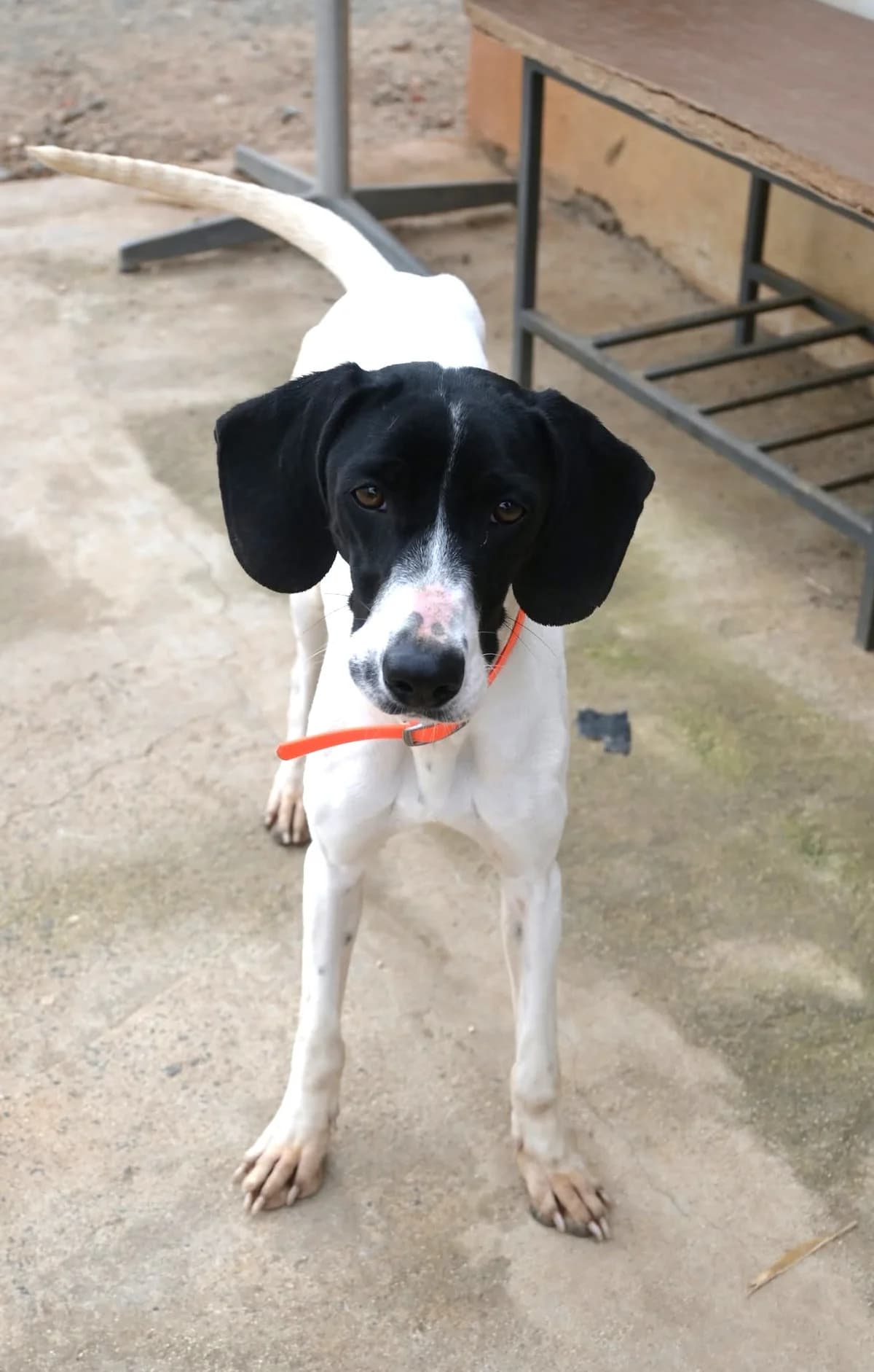 Snow, female Pointer for adoption at SPDC Cyprus, Limassol — photo 8 of 13