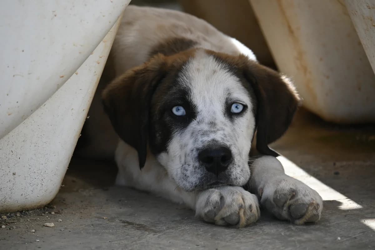 Solly, female mixed breed for adoption at SPDC Cyprus, Limassol
