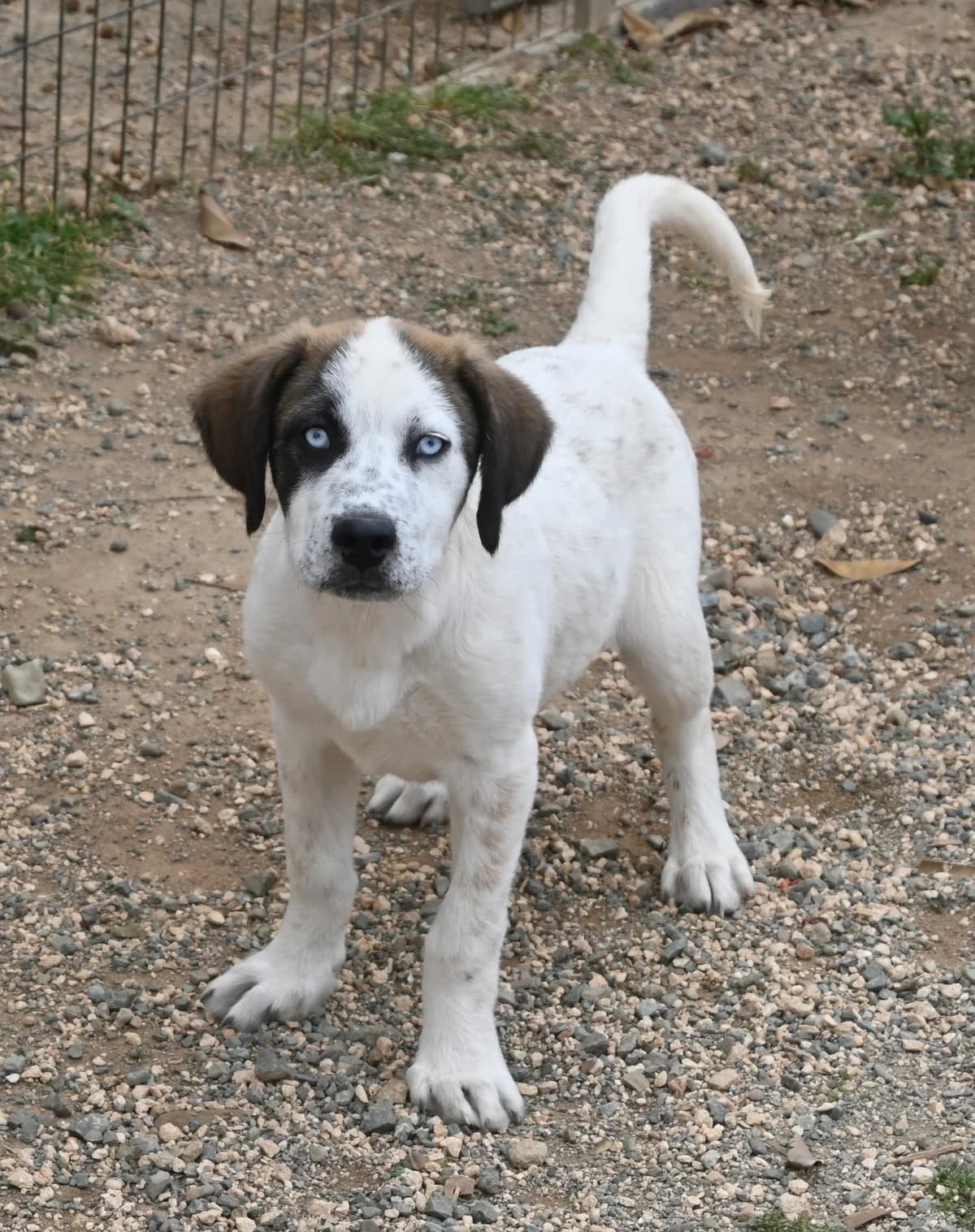 Solly, female mixed breed for adoption at SPDC Cyprus, Limassol — photo 2 of 12