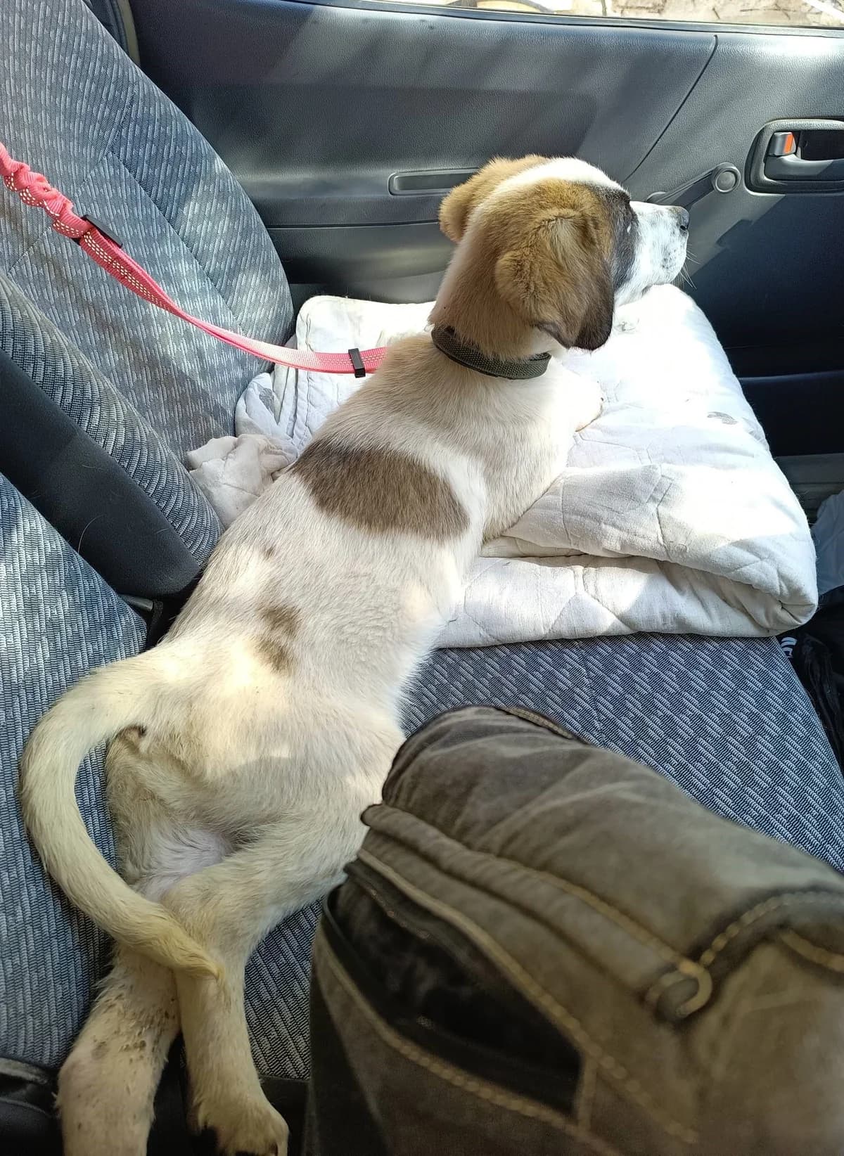 Solly, female mixed breed for adoption at SPDC Cyprus, Limassol — photo 3 of 12