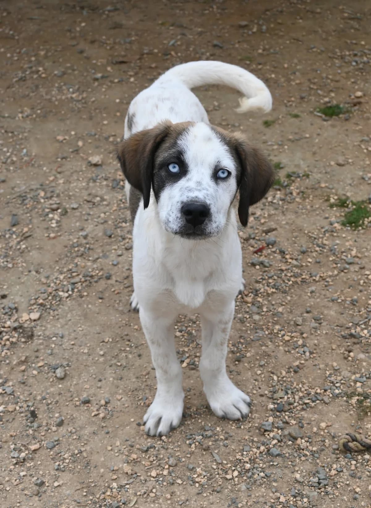 Solly, female mixed breed for adoption at SPDC Cyprus, Limassol — photo 4 of 12