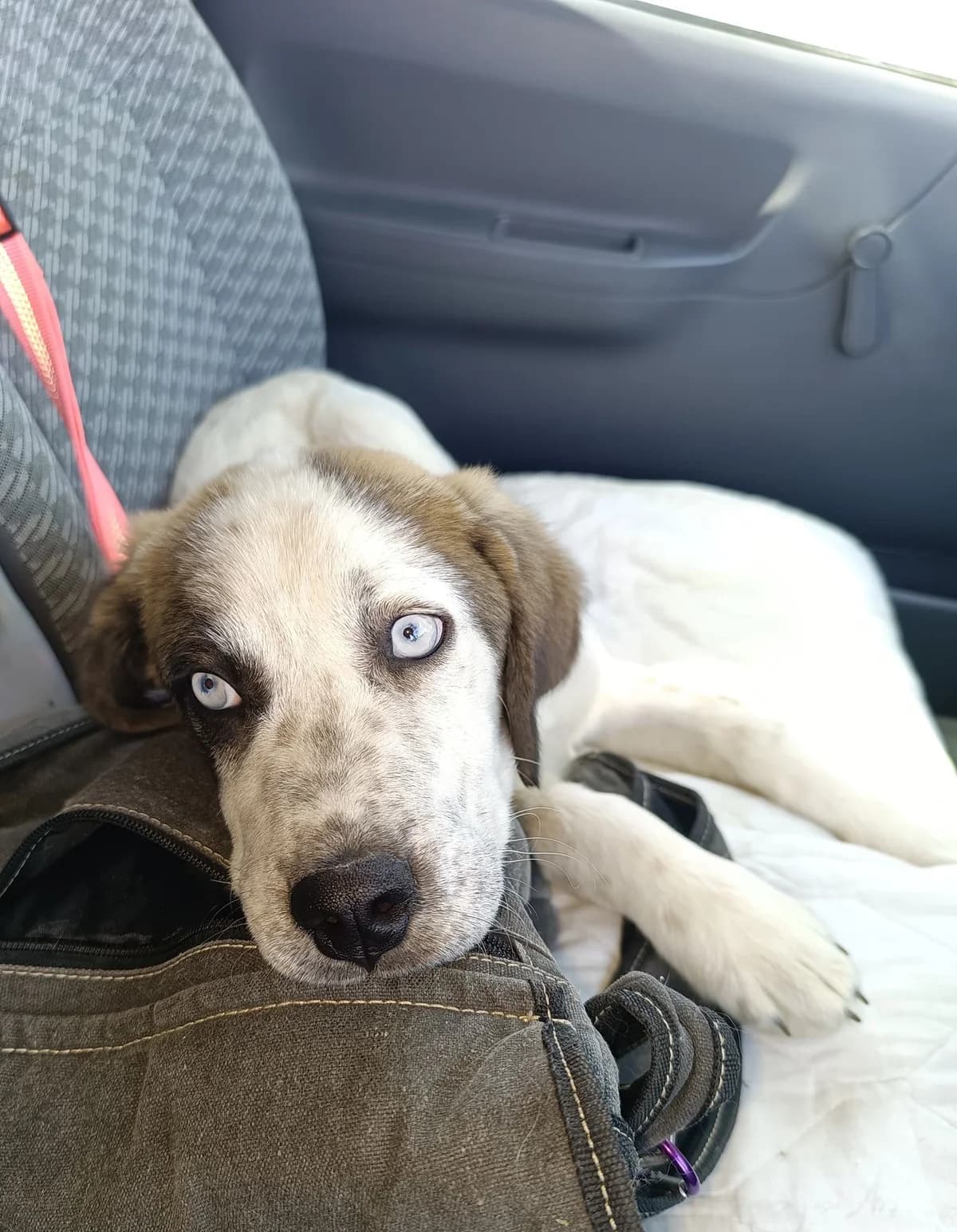 Solly, female mixed breed for adoption at SPDC Cyprus, Limassol — photo 5 of 12