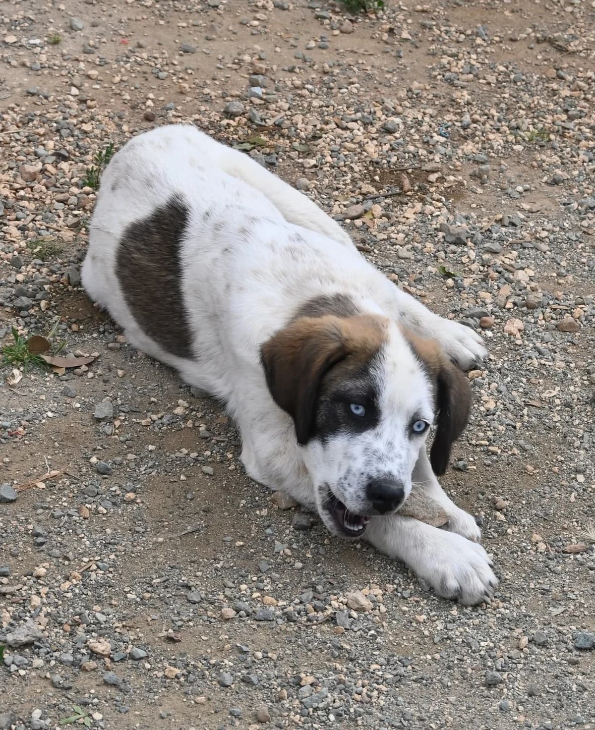 Solly, female mixed breed for adoption at SPDC Cyprus, Limassol — photo 6 of 12