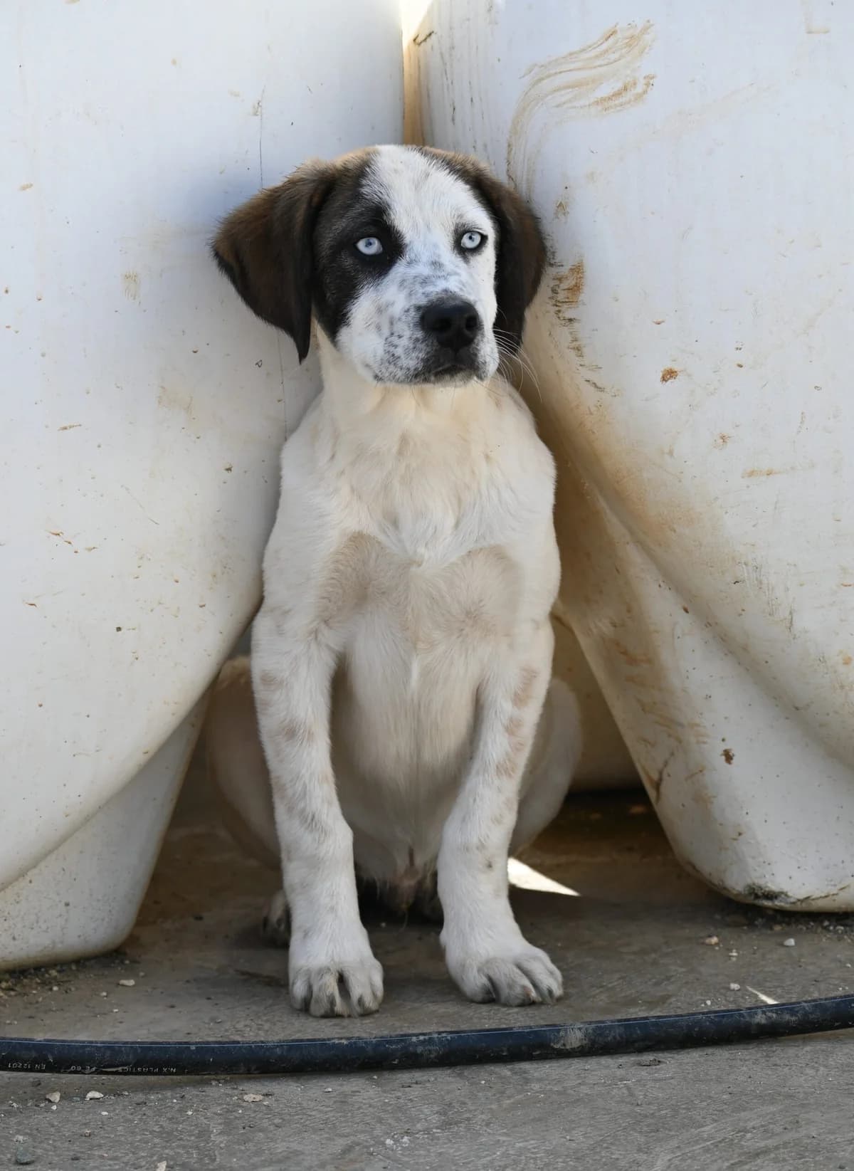 Solly, female mixed breed for adoption at SPDC Cyprus, Limassol — photo 7 of 12