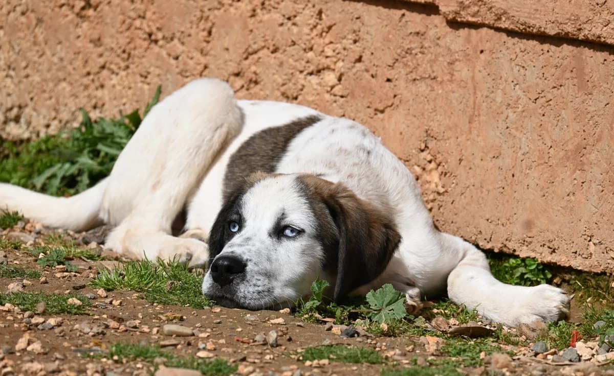 Solly, female mixed breed for adoption at SPDC Cyprus, Limassol — photo 8 of 12