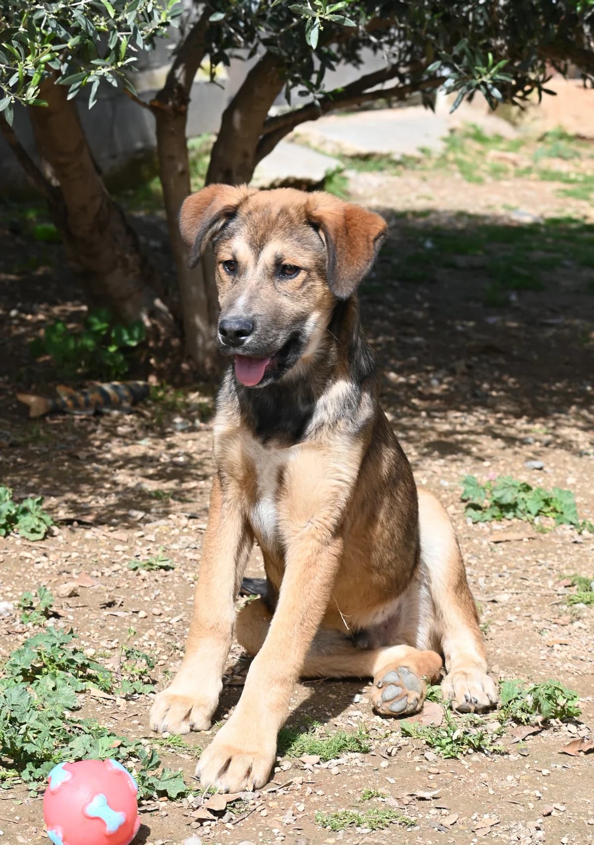 Teddy, male mixed breed for adoption at SPDC Cyprus, Limassol