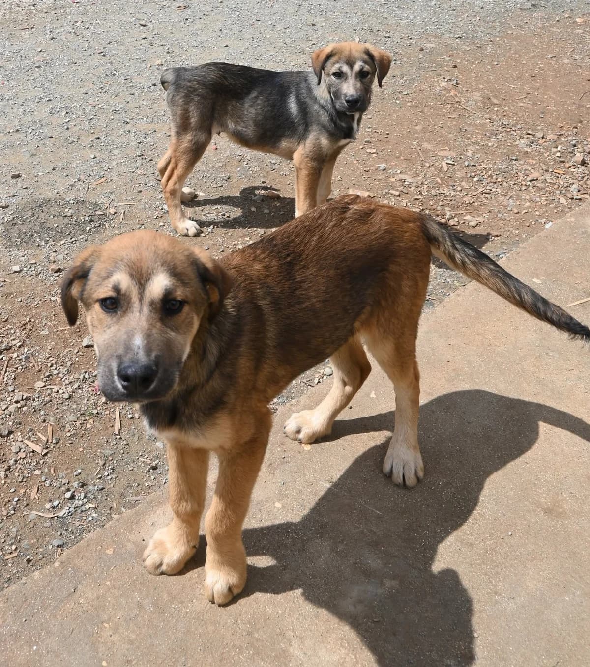 Teddy, male mixed breed for adoption at SPDC Cyprus, Limassol — photo 2 of 13