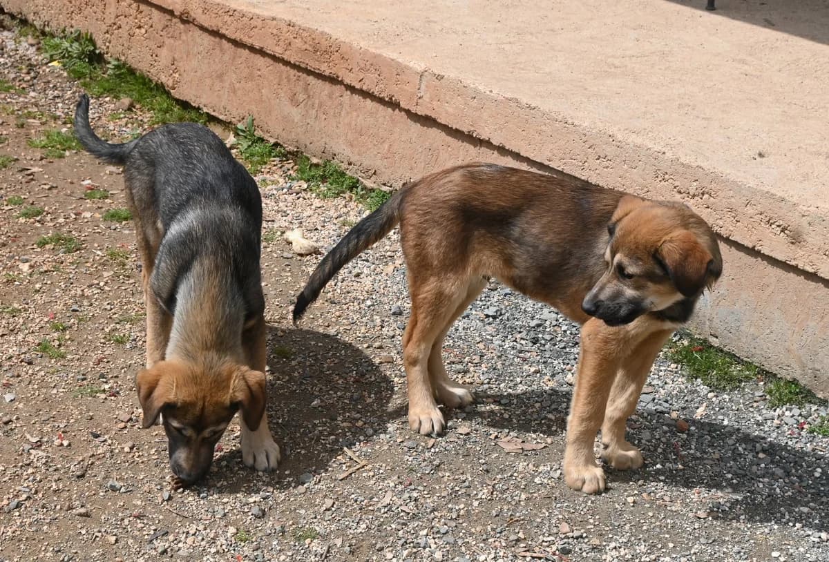 Teddy, male mixed breed for adoption at SPDC Cyprus, Limassol — photo 3 of 13