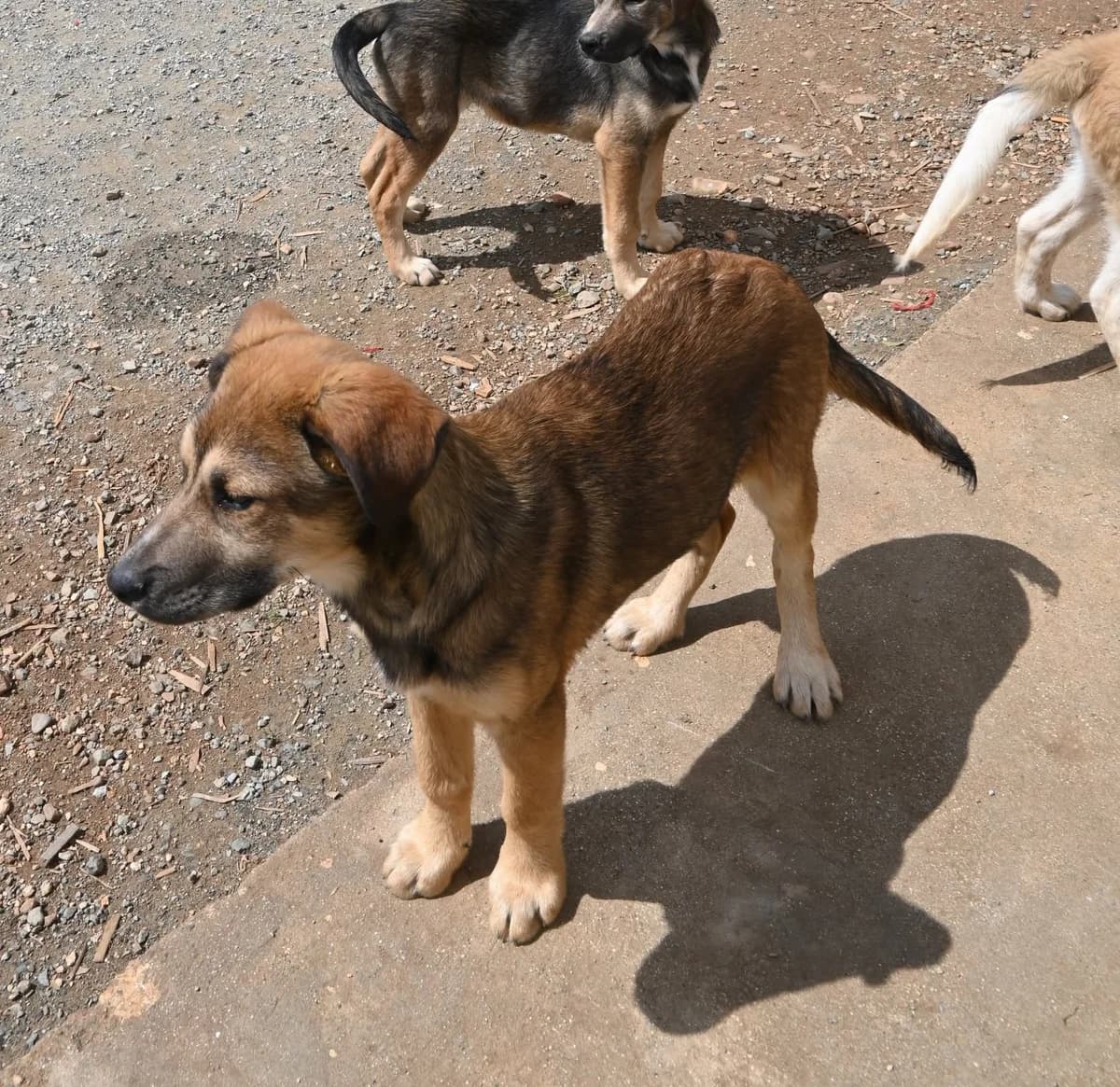 Teddy, male mixed breed for adoption at SPDC Cyprus, Limassol — photo 4 of 13