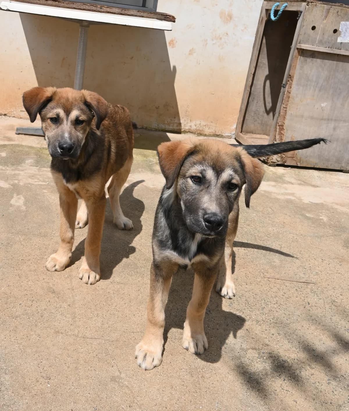 Teddy, male mixed breed for adoption at SPDC Cyprus, Limassol — photo 5 of 13