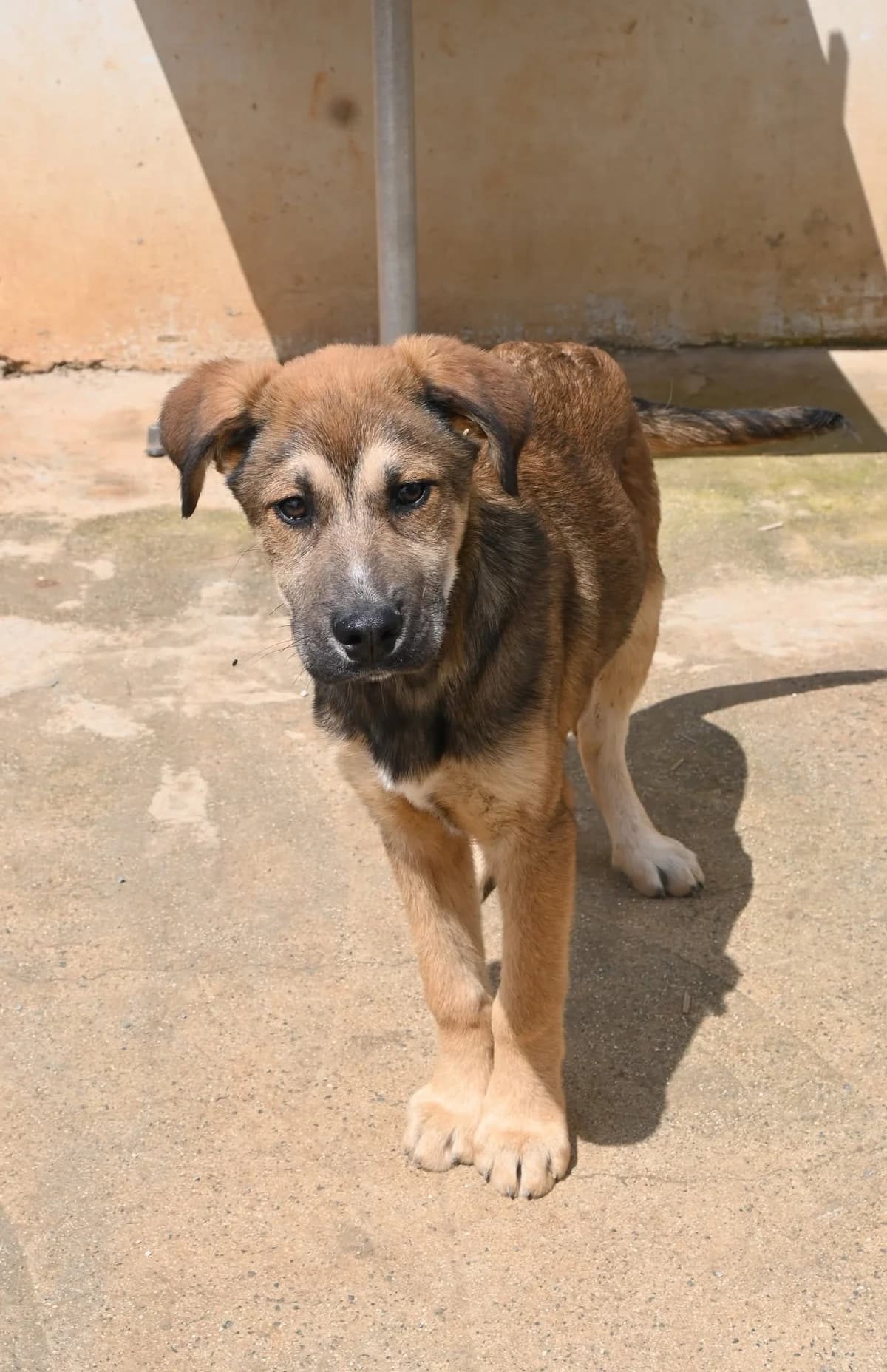 Teddy, male mixed breed for adoption at SPDC Cyprus, Limassol — photo 6 of 13