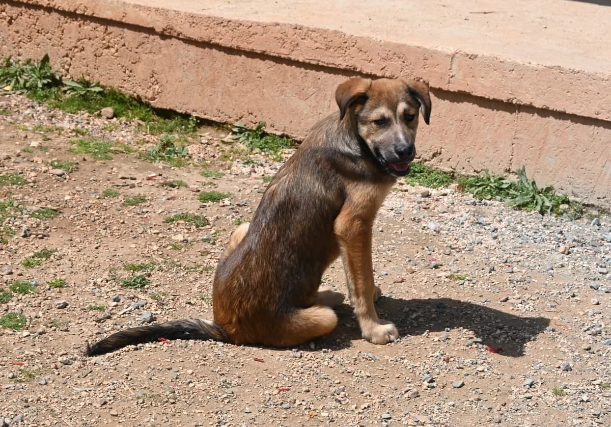 Teddy, male mixed breed for adoption at SPDC Cyprus, Limassol — photo 7 of 13