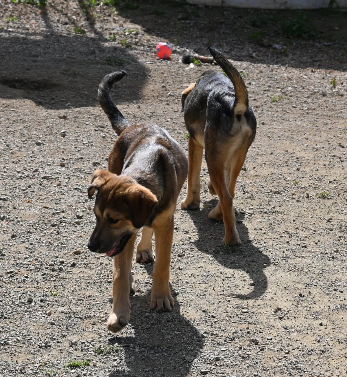 Teddy, male mixed breed for adoption at SPDC Cyprus, Limassol — photo 8 of 13