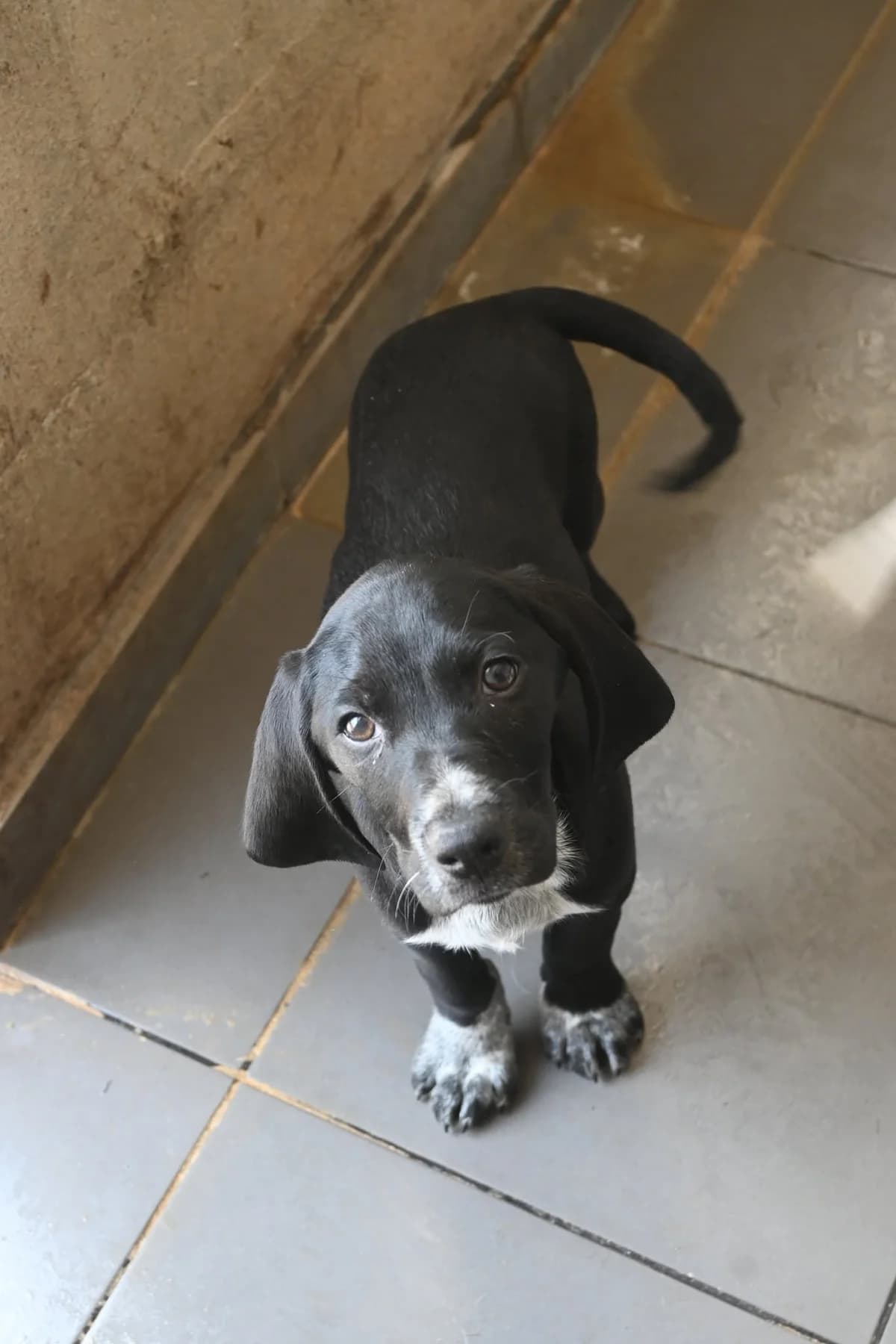 Toby, female puppy Pointer for adoption at SPDC Cyprus, Limassol