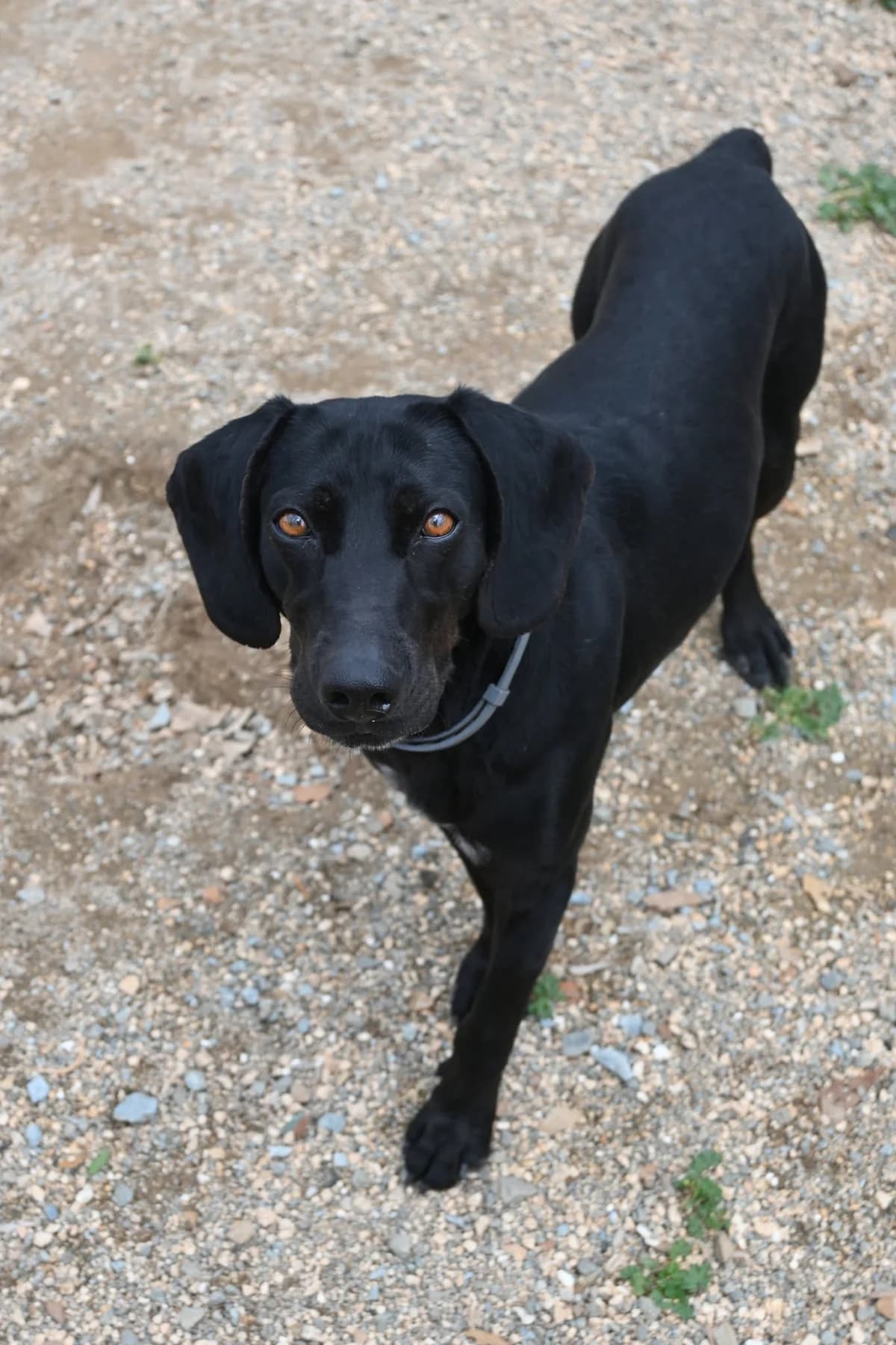 Twizel, female mixed breed for adoption at SPDC Cyprus, Limassol