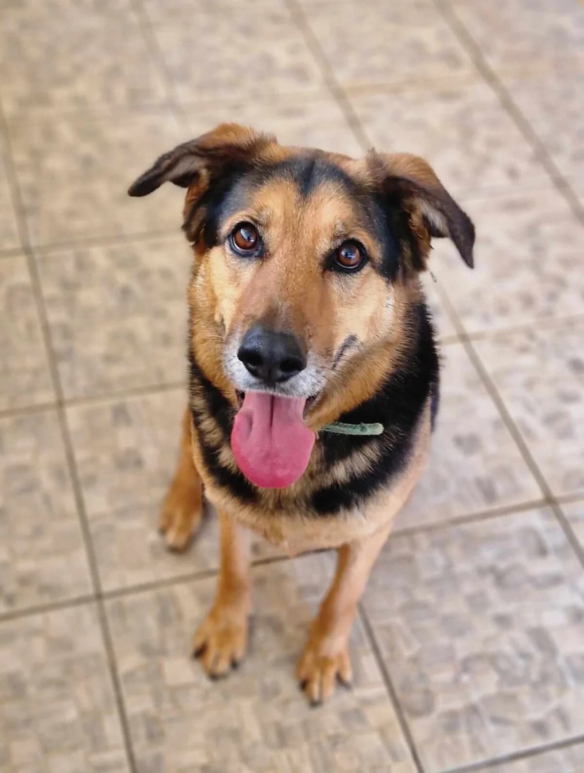 Victor, female mixed breed for adoption at SPDC Cyprus, Limassol