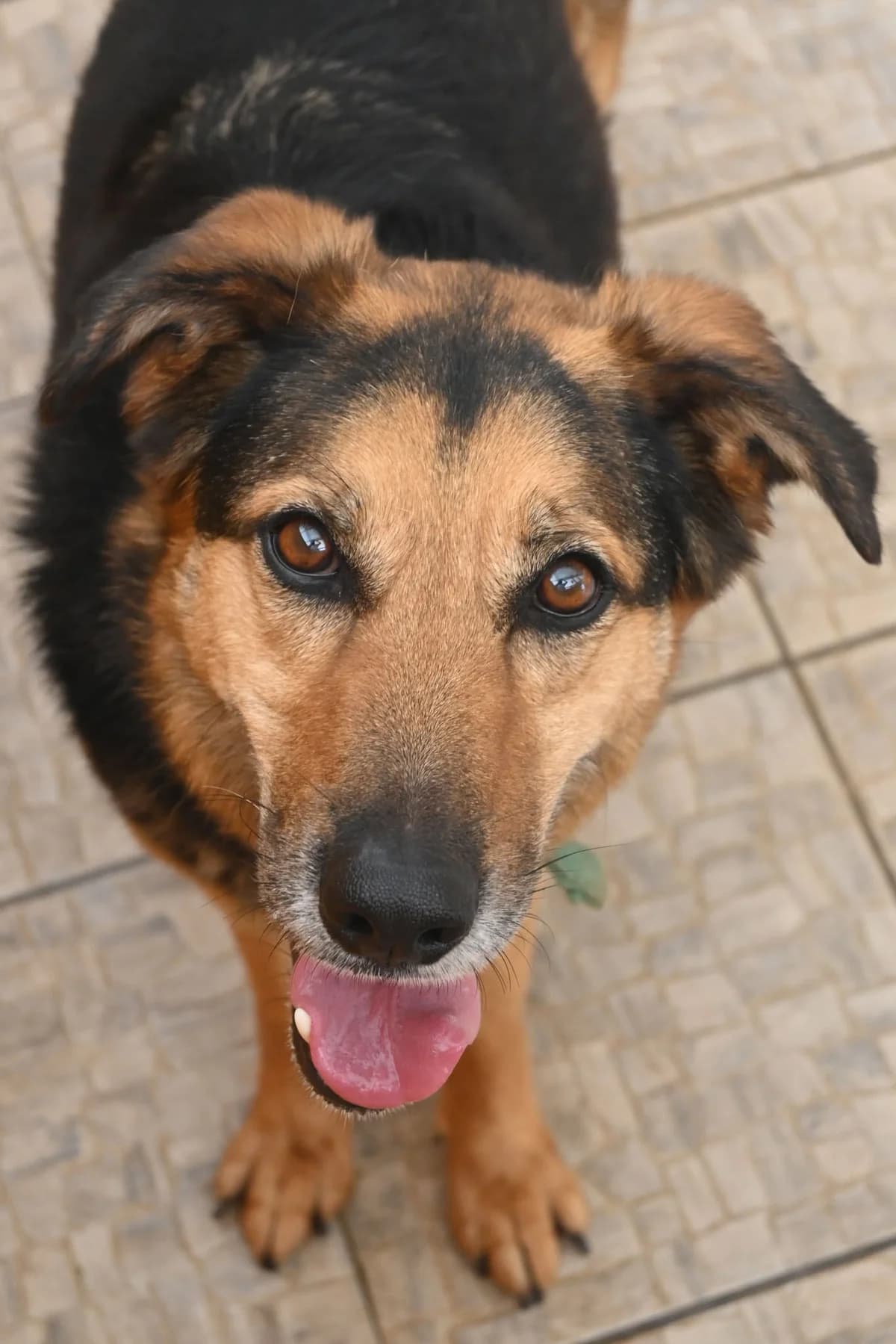 Victor, female mixed breed for adoption at SPDC Cyprus, Limassol — photo 3 of 18