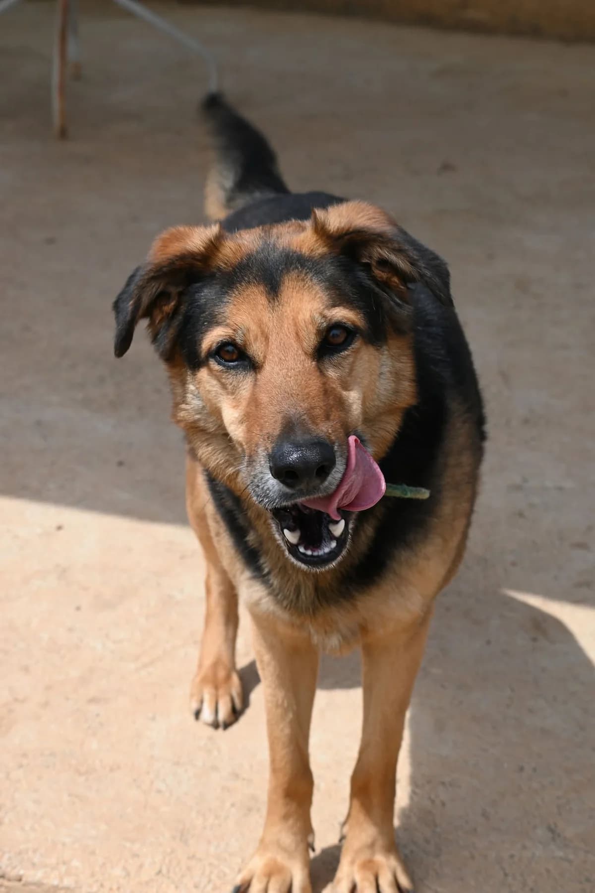 Victor, female mixed breed for adoption at SPDC Cyprus, Limassol — photo 4 of 18