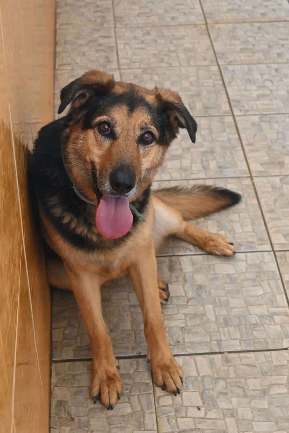 Victor, female mixed breed for adoption at SPDC Cyprus, Limassol — photo 5 of 18