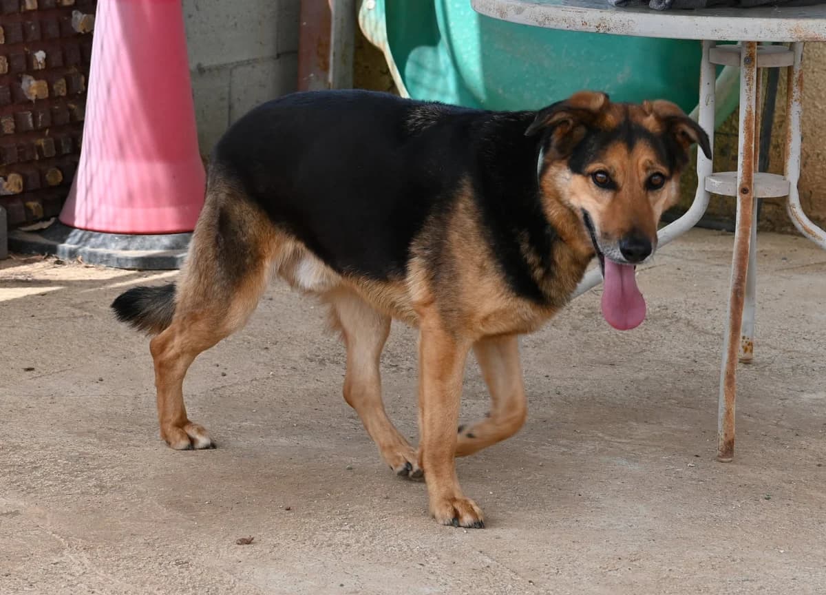 Victor, female mixed breed for adoption at SPDC Cyprus, Limassol — photo 6 of 18