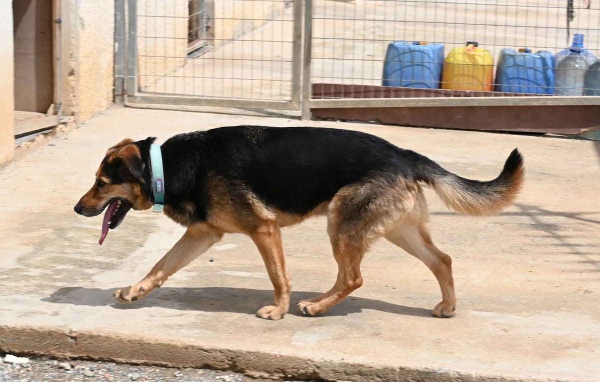 Victor, female mixed breed for adoption at SPDC Cyprus, Limassol — photo 7 of 18