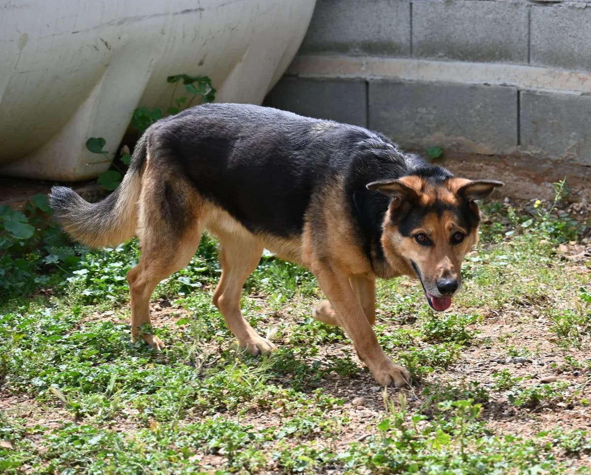 Victor, female mixed breed for adoption at SPDC Cyprus, Limassol — photo 8 of 18