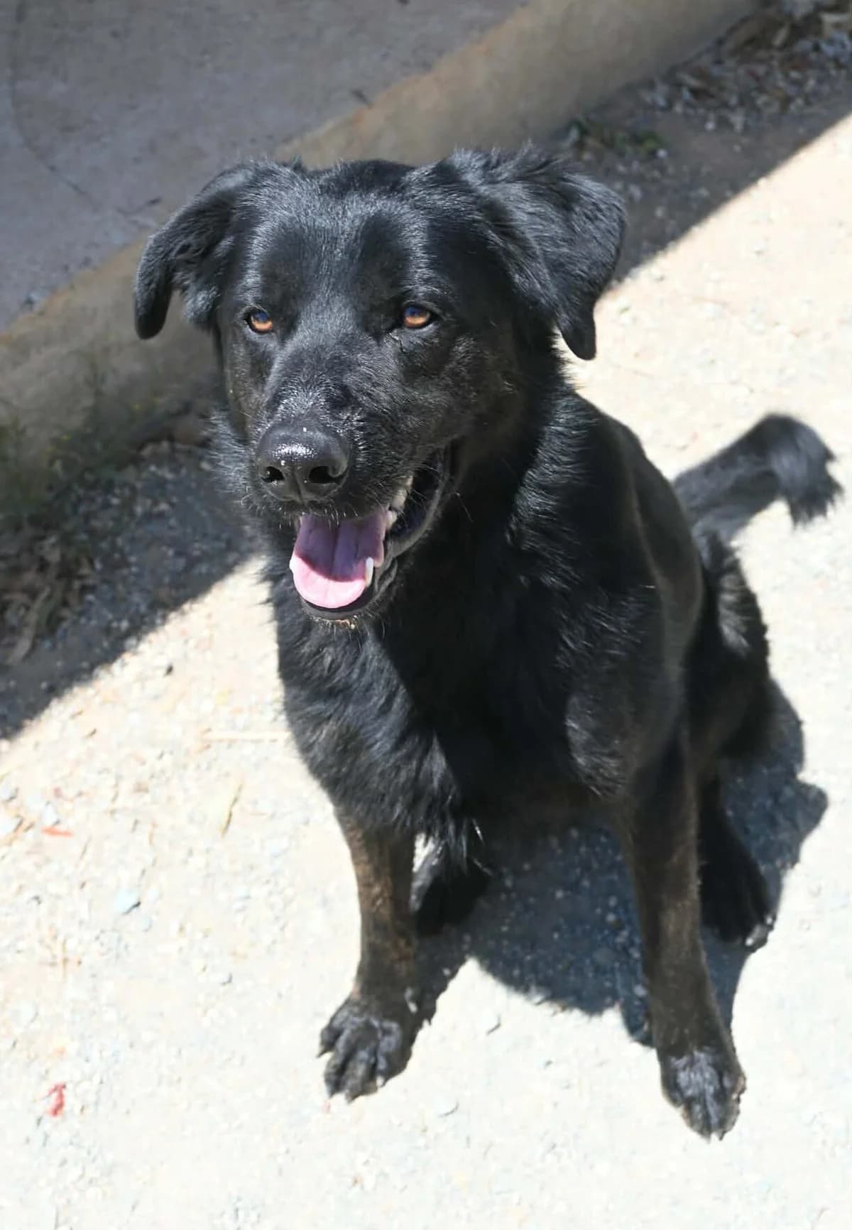 Vito, male mixed breed for adoption at SPDC Cyprus, Limassol