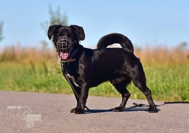 Dasty, male mixed breed for adoption at Animal Rescue CZ, Prague