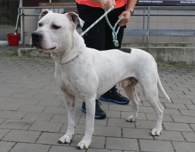 Morgan, bílá, černé znaky male 7yo mixed breed for adoption at Utulek Brno, Brno
