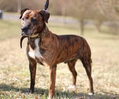 Ben, žíhaná, bílé znaky male mixed breed for adoption at Utulek Brno, Brno
