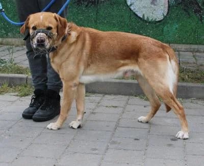 Jack, žlutá, bílé znaky male 6yo mixed breed for adoption at Utulek Brno, Brno