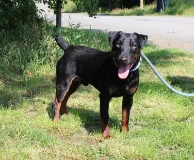 Pišta, černá s pálením male mixed breed for adoption at Utulek Brno, Brno