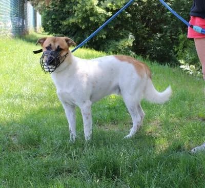 Teddy, bílá, hnědé znaky male young mixed breed for adoption at Utulek Brno, Brno