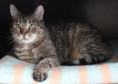 Evropská, tygr female Mixed Breed for adoption at Utulek Brno, Brno