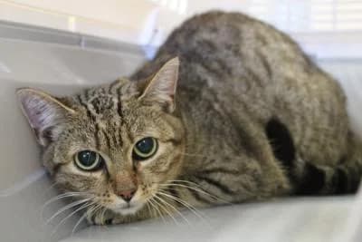 Evropská, tygr female Mixed Breed for adoption at Utulek Brno, Brno