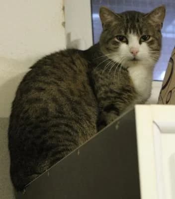 Evropská, tygr, bílé znaky male Mixed Breed for adoption at Utulek Brno, Brno