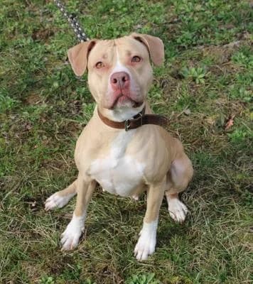 Linda, plavá, bílé znaky female mixed breed for adoption at Utulek Brno, Brno