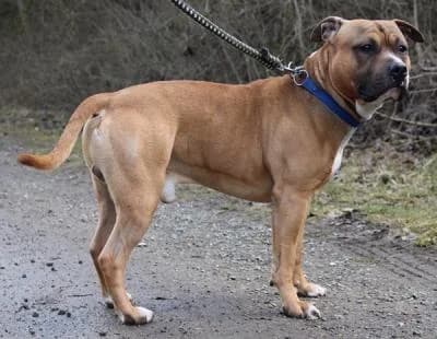 Gin, rezavá, bílé znaky male mixed breed for adoption at Utulek Brno, Brno