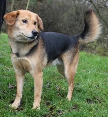 Bertík, černá, hnědé znaky male 7yo mixed breed for adoption at Utulek Brno, Brno