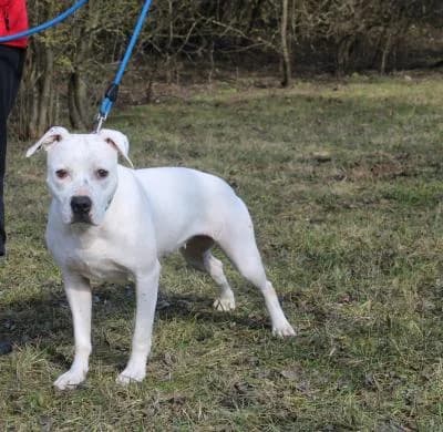 Queeny, bílá female mixed breed for adoption at Utulek Brno, Brno