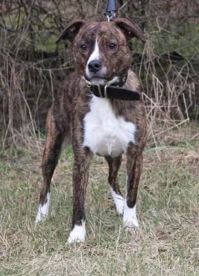 Riky, žíhaná, bílé znaky male mixed breed for adoption at Utulek Brno, Brno
