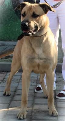 Scooby Doo, plavá s černými znaky male mixed breed for adoption at Utulek Brno, Brno