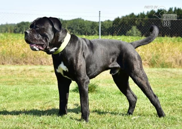Valda, male Cane Corso for adoption at Animal Rescue CZ, Prague