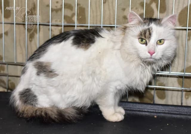 Orion, male mixed breed for adoption at Animal Rescue CZ, Prague