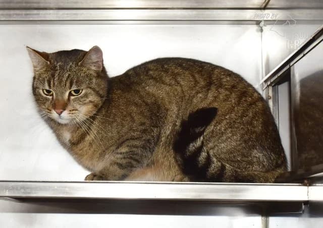 Olinka, female 5yo mixed breed for adoption at Animal Rescue CZ, Prague