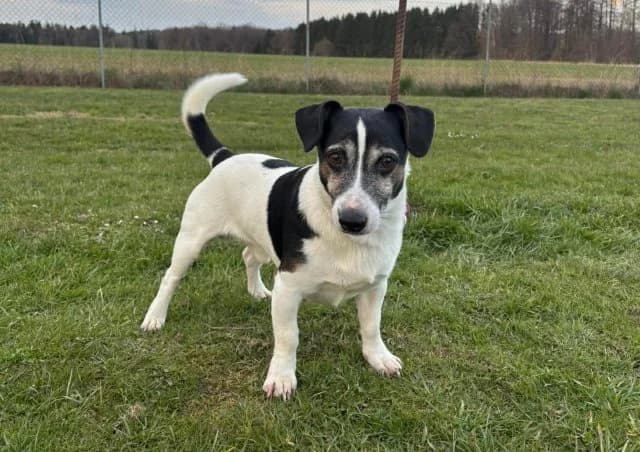 Jack Russell teriér