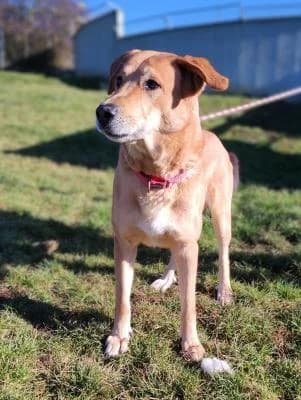Rocky, rezavá male mixed breed for adoption at Utulek Brno, Brno